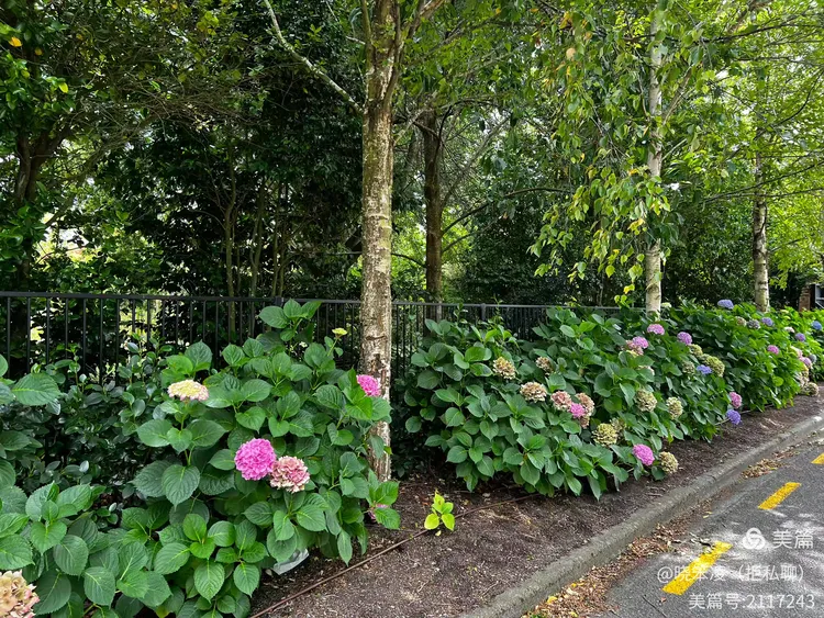 🇳🇿新西兰之旅随记